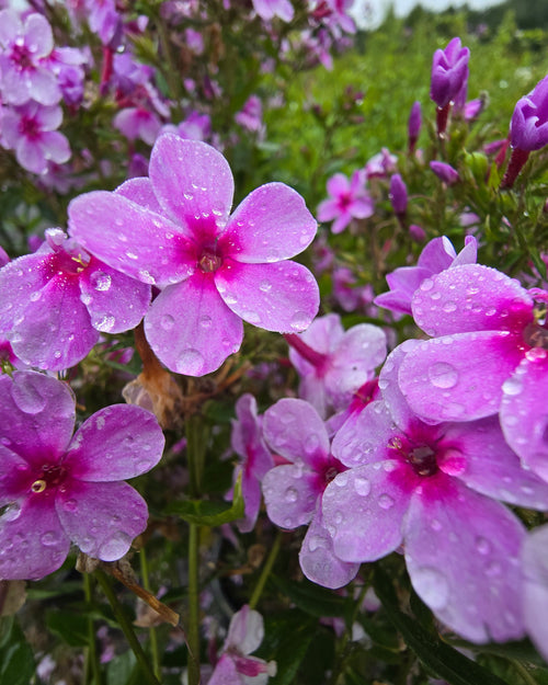 Aed-leeklill 'Early Lavender Pop'
