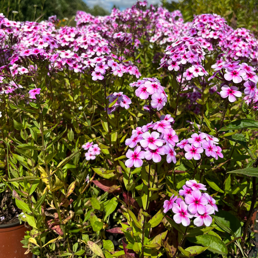 Aed-leeklill 'Early Lavender Pop'