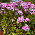 Aed-leeklill 'Early Lavender Pop'