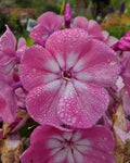 Aed-leeklill 'Flame Pink Eye'