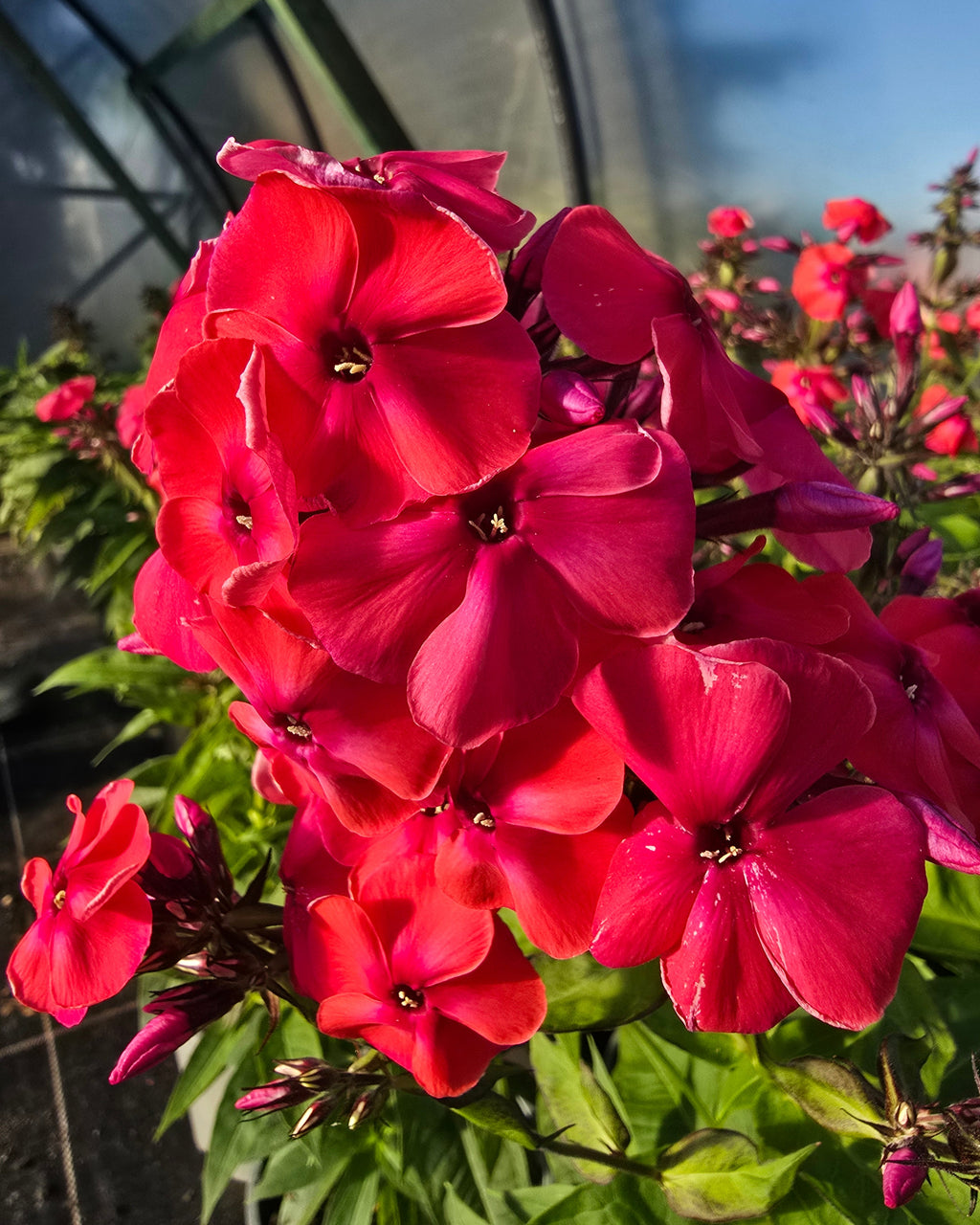 Aed-leeklill 'Flame Waterlemon'