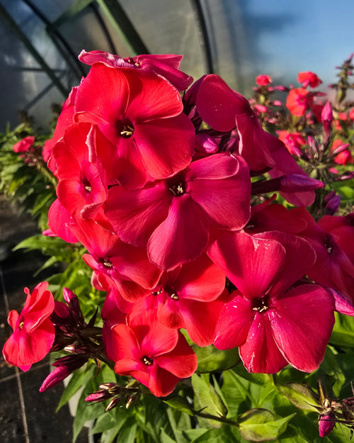 Aed-leeklill 'Flame Waterlemon'