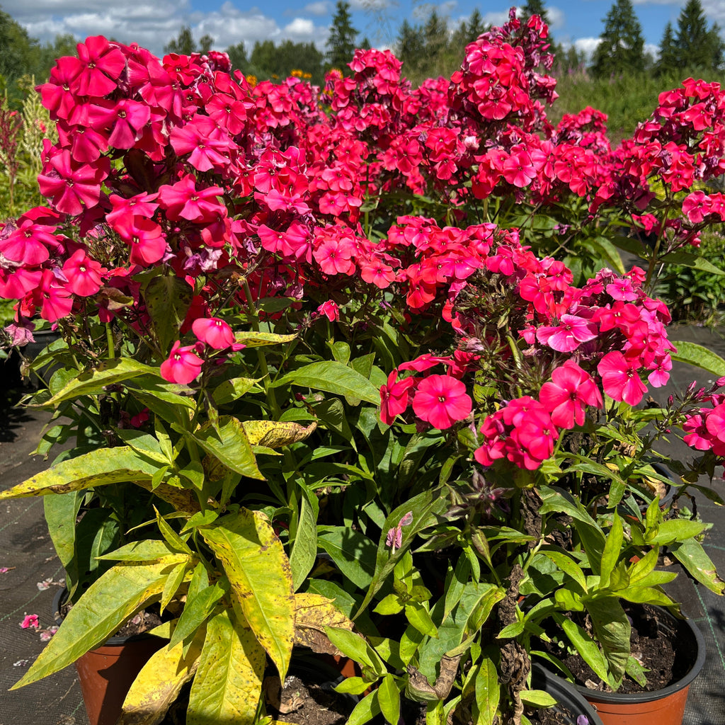 Aed-leeklill 'Flame Waterlemon'