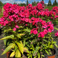 Aed-leeklill 'Flame Waterlemon'