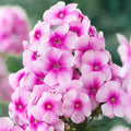 Aed-leeklill 'Sweet Summer Compact Rose Dark Eye'