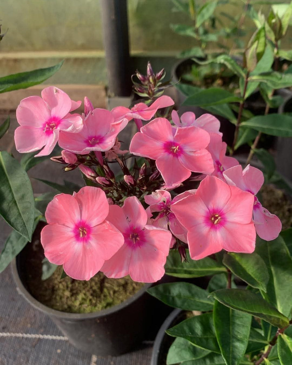 Aed-leeklill 'Sweet Summer Queen'