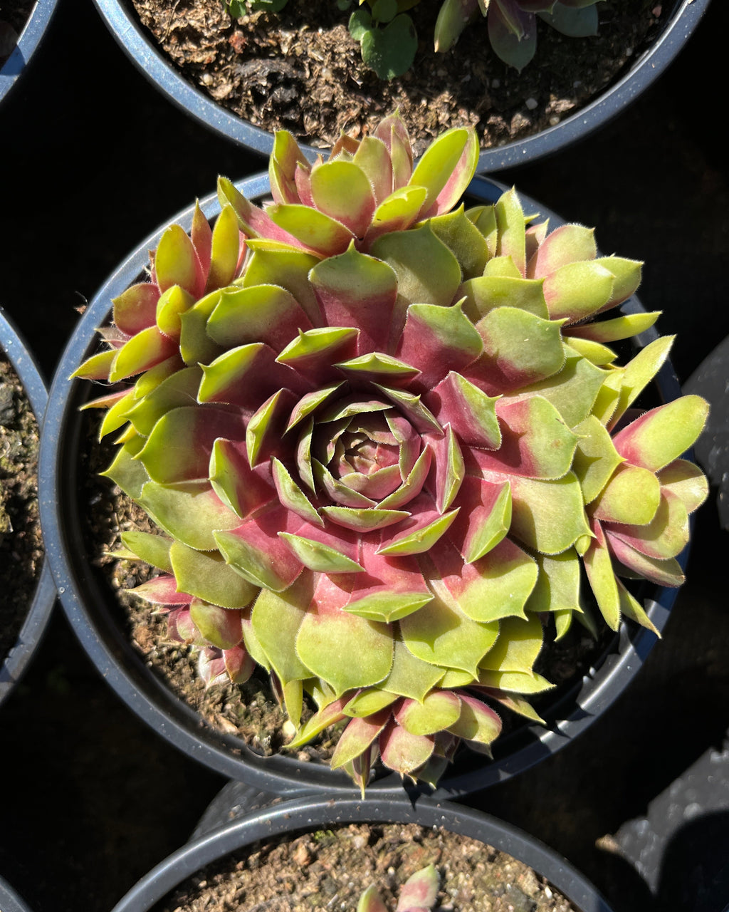 Aed-mägisibul BigSam 'Pink Pomelo'