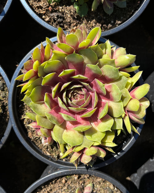 Aed-mägisibul BigSam 'Pink Pomelo'