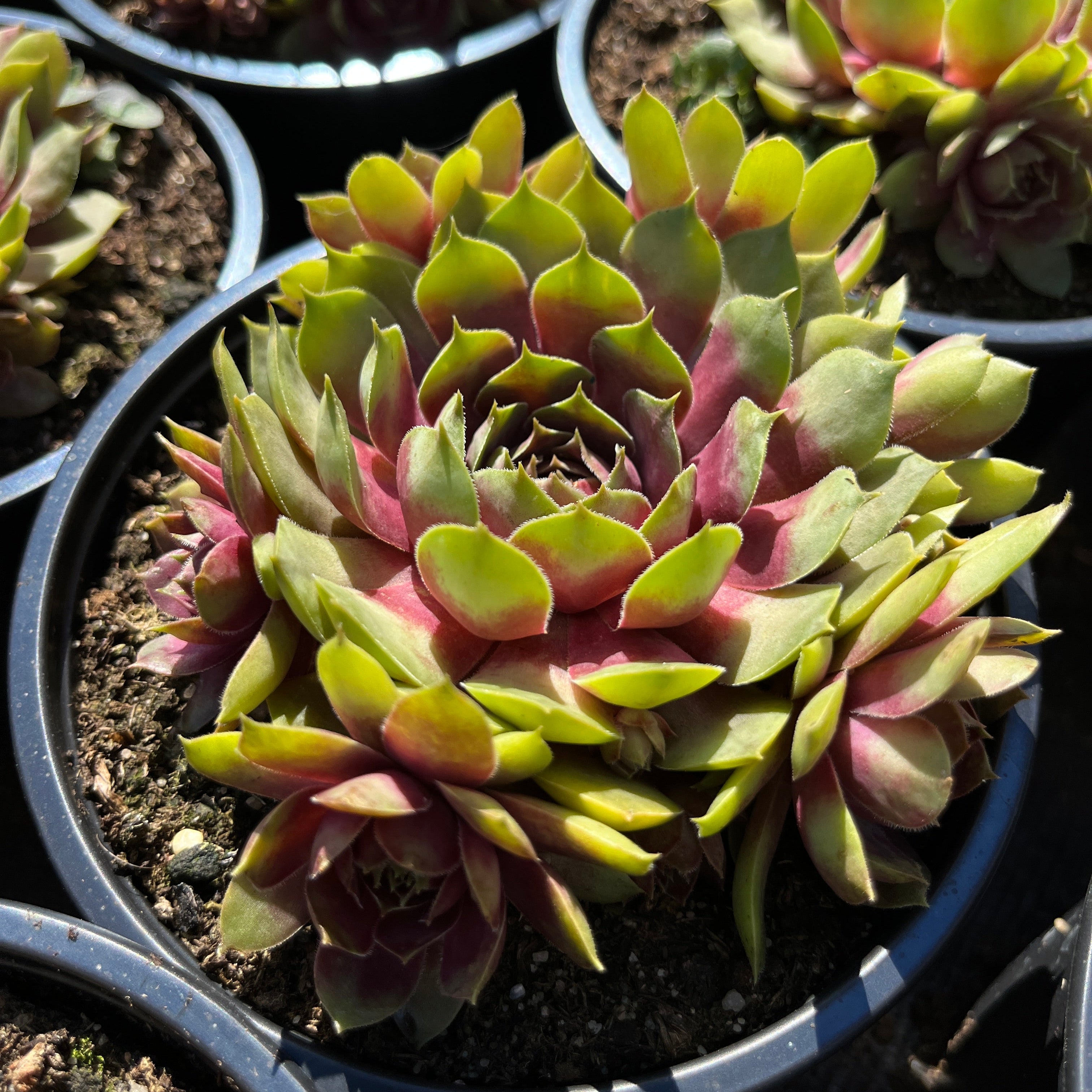 Aed-mägisibul BigSam 'Pink Pomelo'