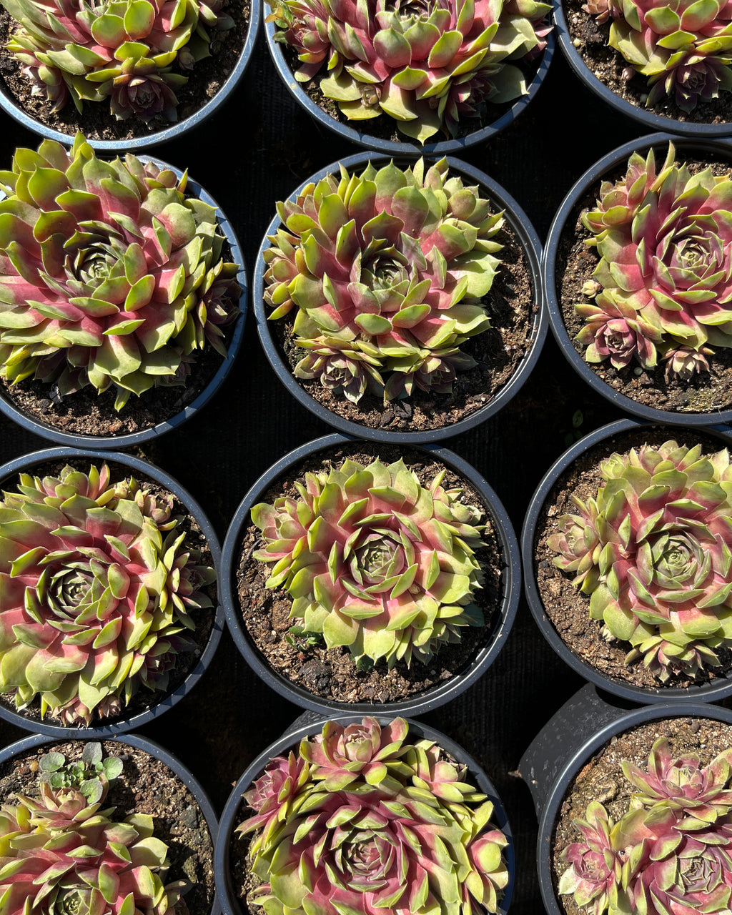 Aed-mägisibul BigSam 'Pink Pomelo'