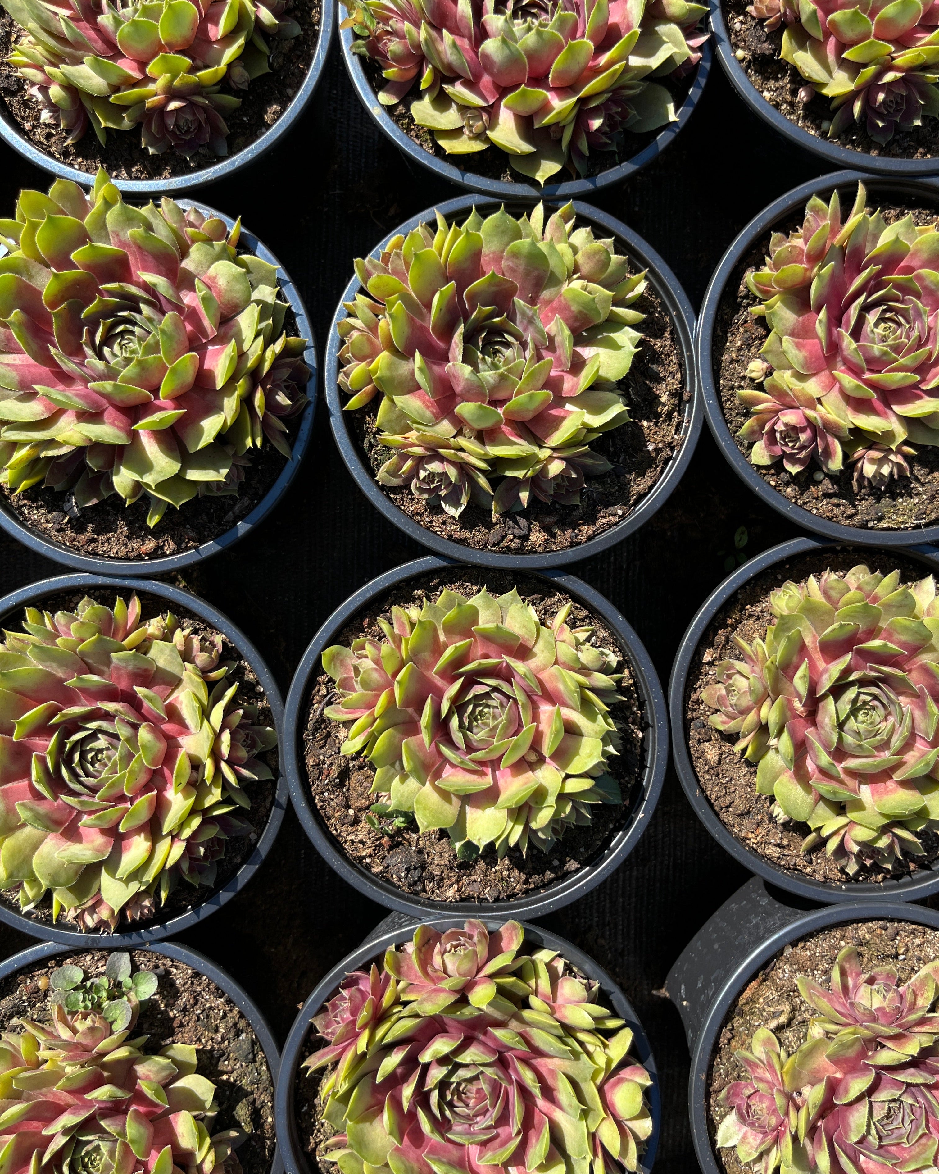 Aed-mägisibul BigSam 'Pink Pomelo'