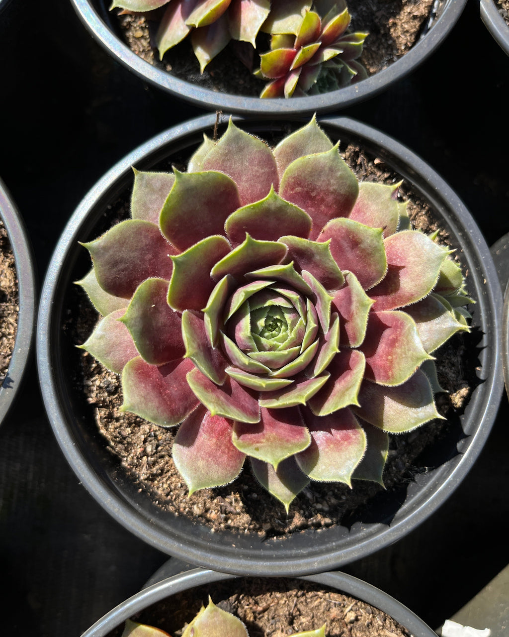 Aed-mägisibul BigSam 'Purple Quartz'