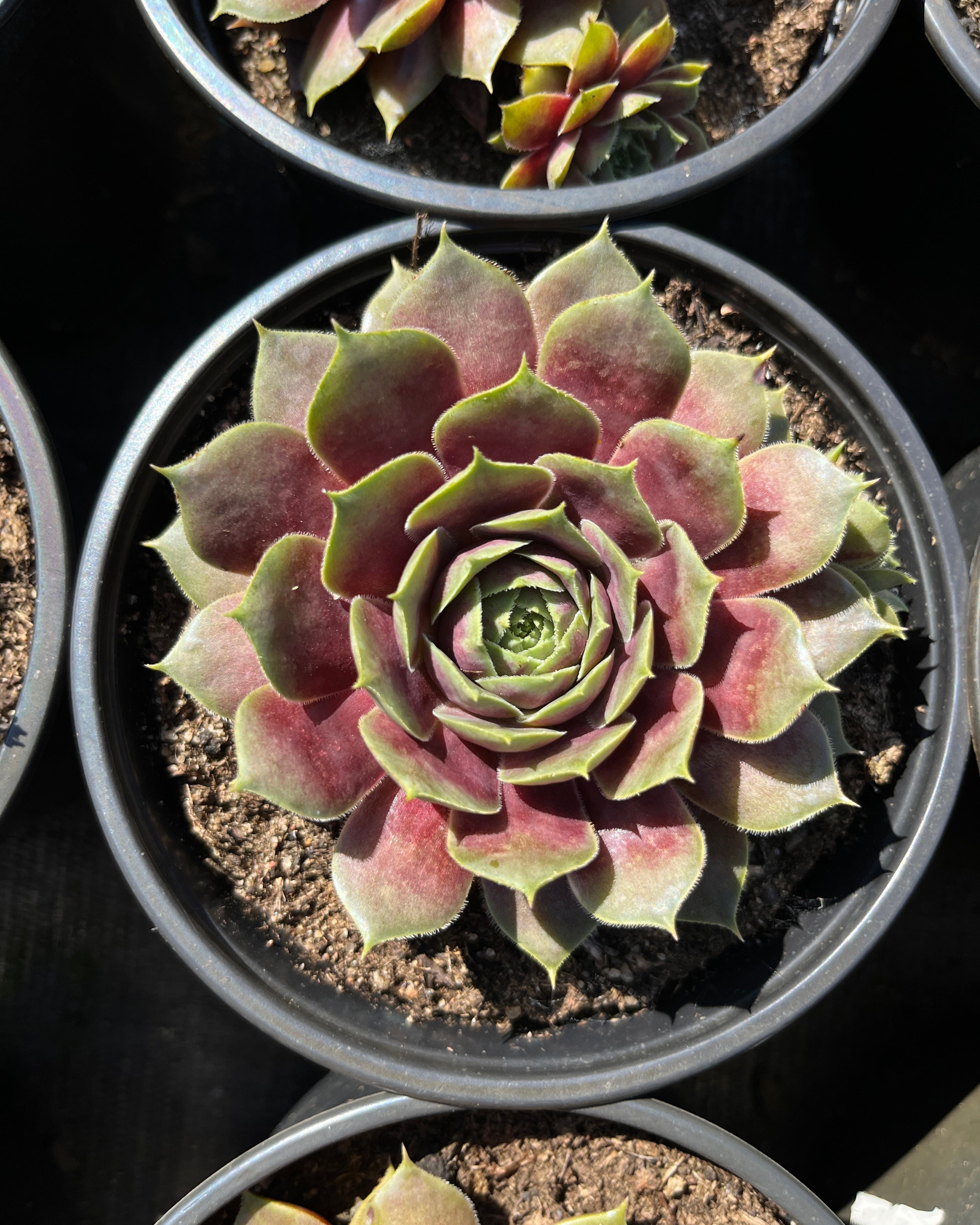 Aed-mägisibul BigSam 'Purple Quartz'