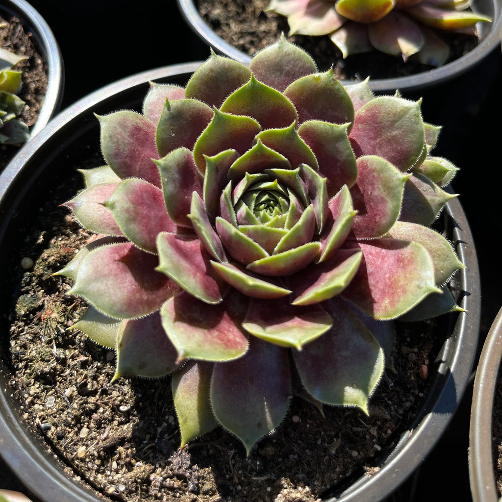 Aed-mägisibul BigSam 'Purple Quartz'