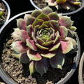 Aed-mägisibul BigSam 'Purple Quartz'