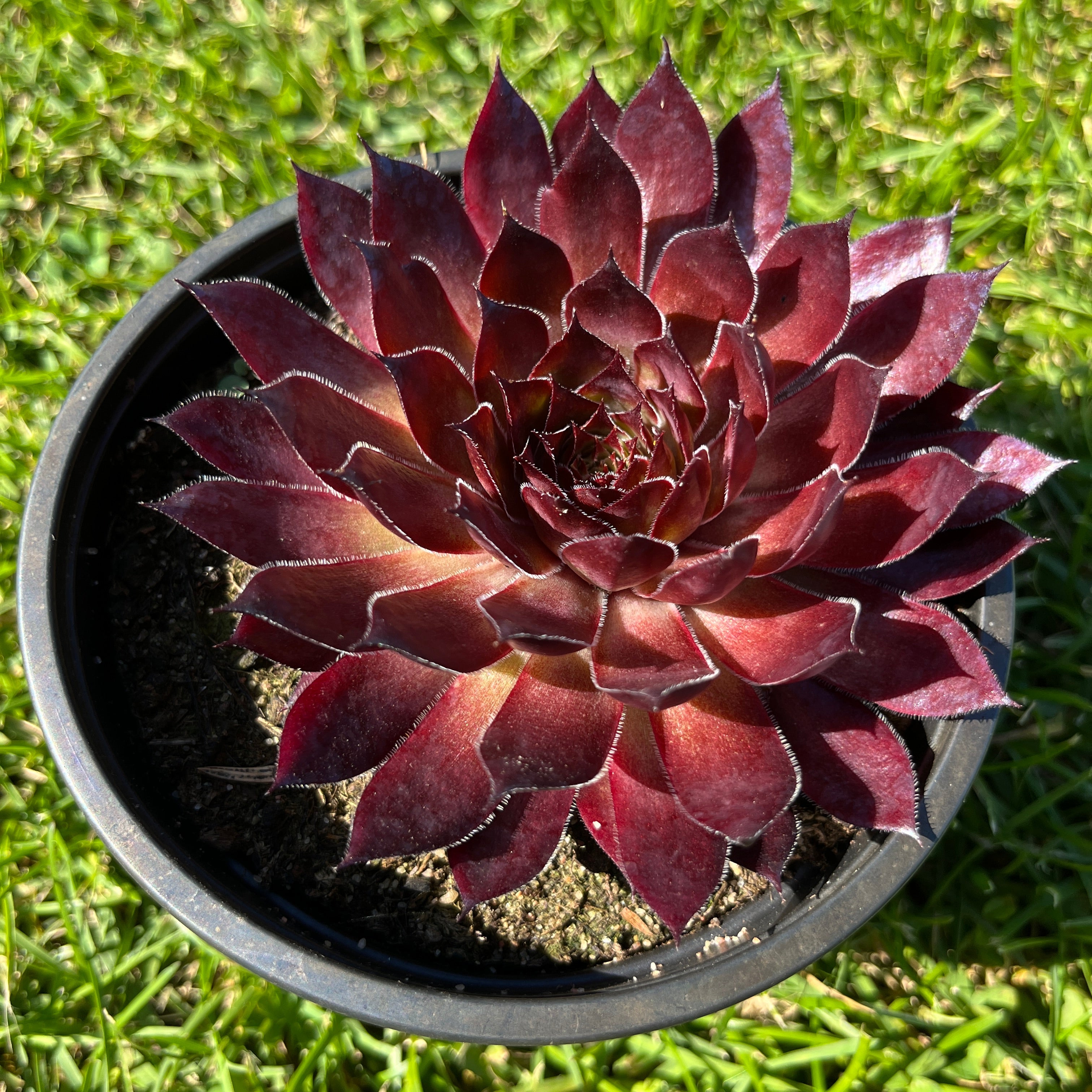 Aed-mägisibul Chick Charms 'Butterscotch Baby'