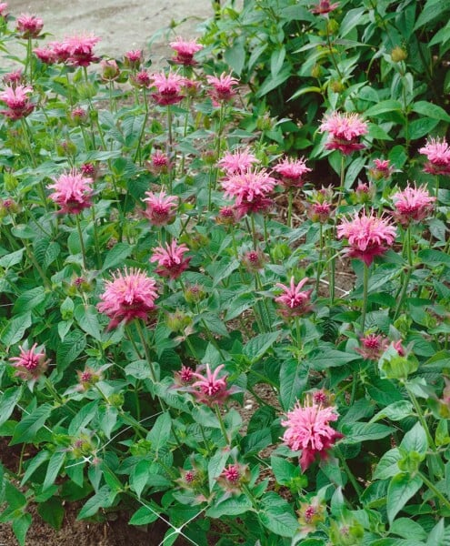 Aedmonarda 'Twins'