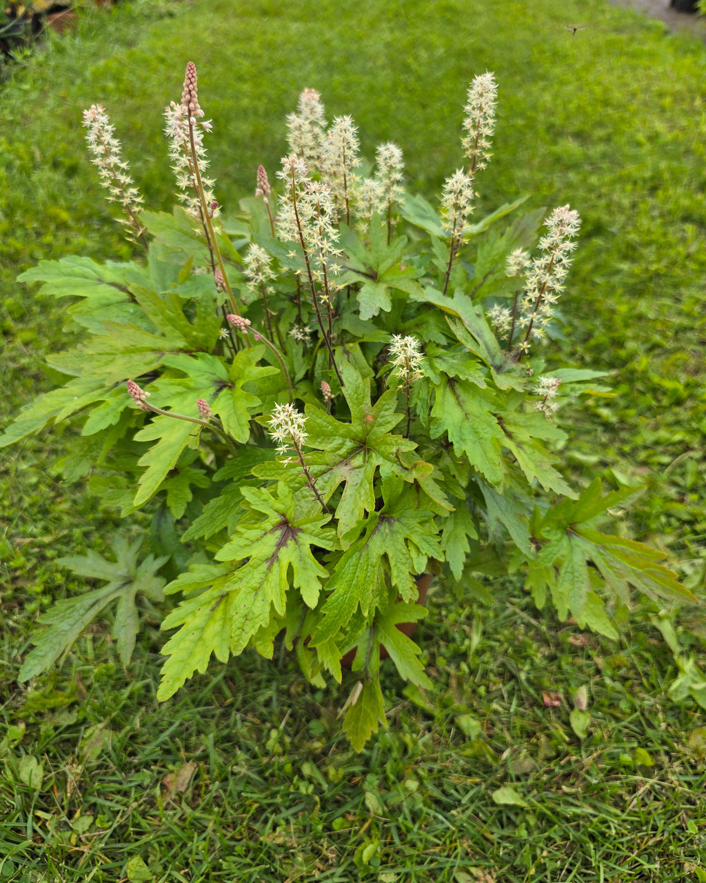 Aedtiarell 'Pink Skyrocket'
