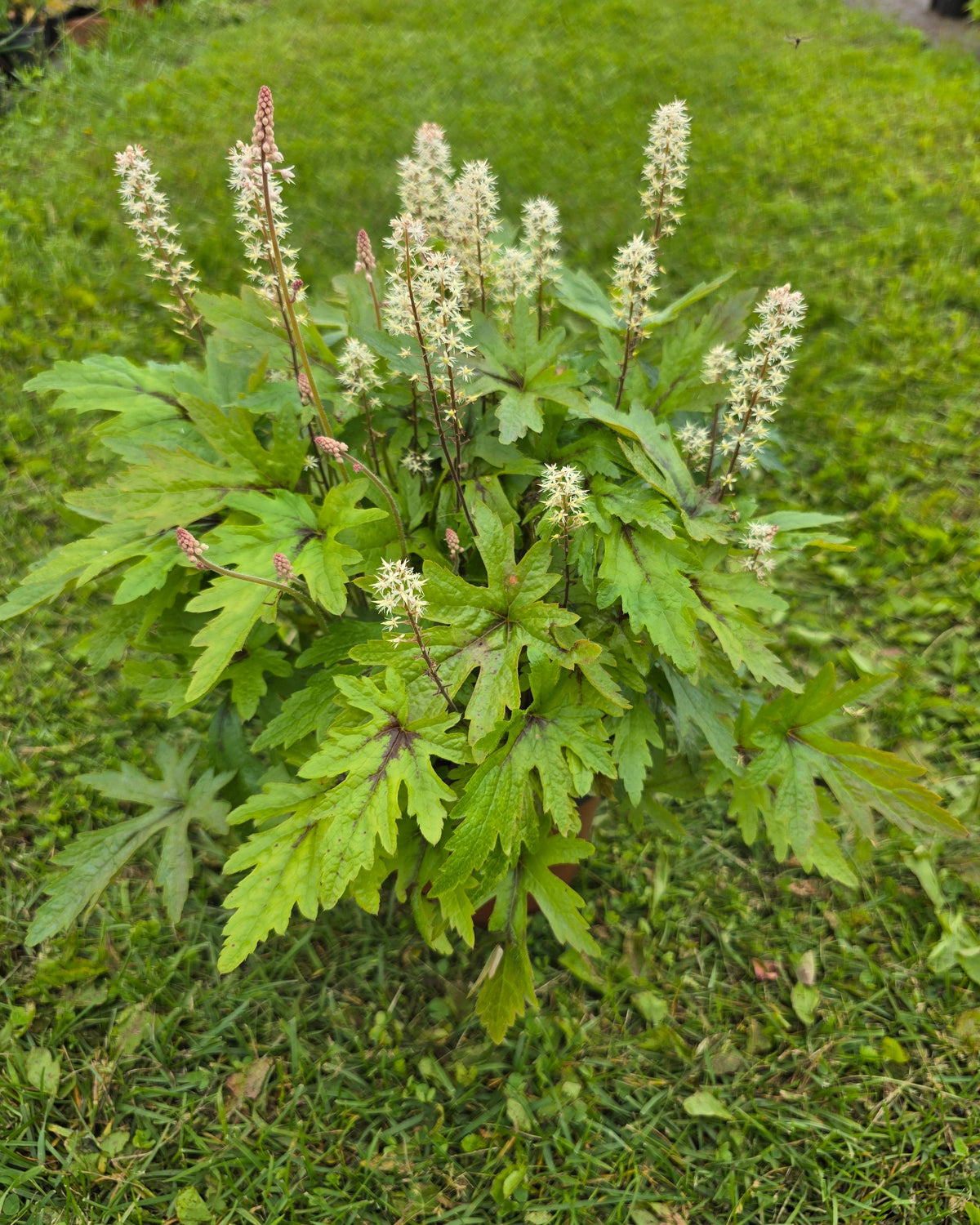 Aedtiarell 'Pink Skyrocket'
