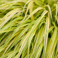 Ainuroog 'Aureola'