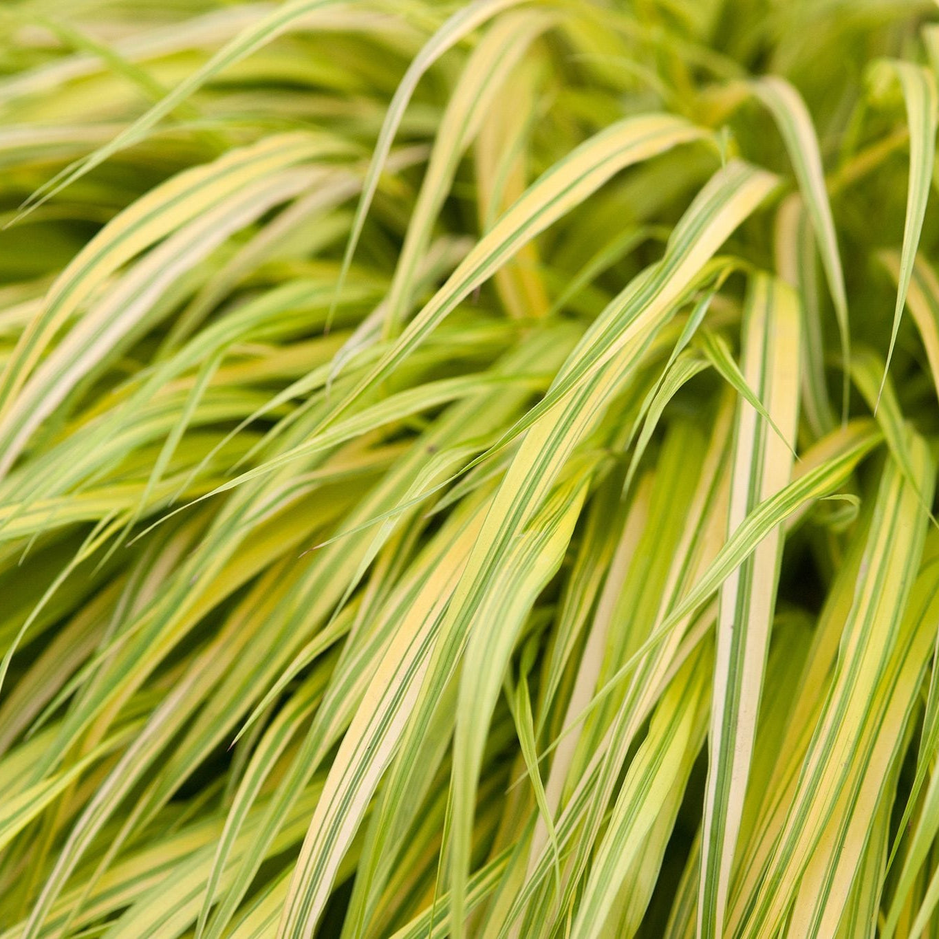Ainuroog 'Aureola'