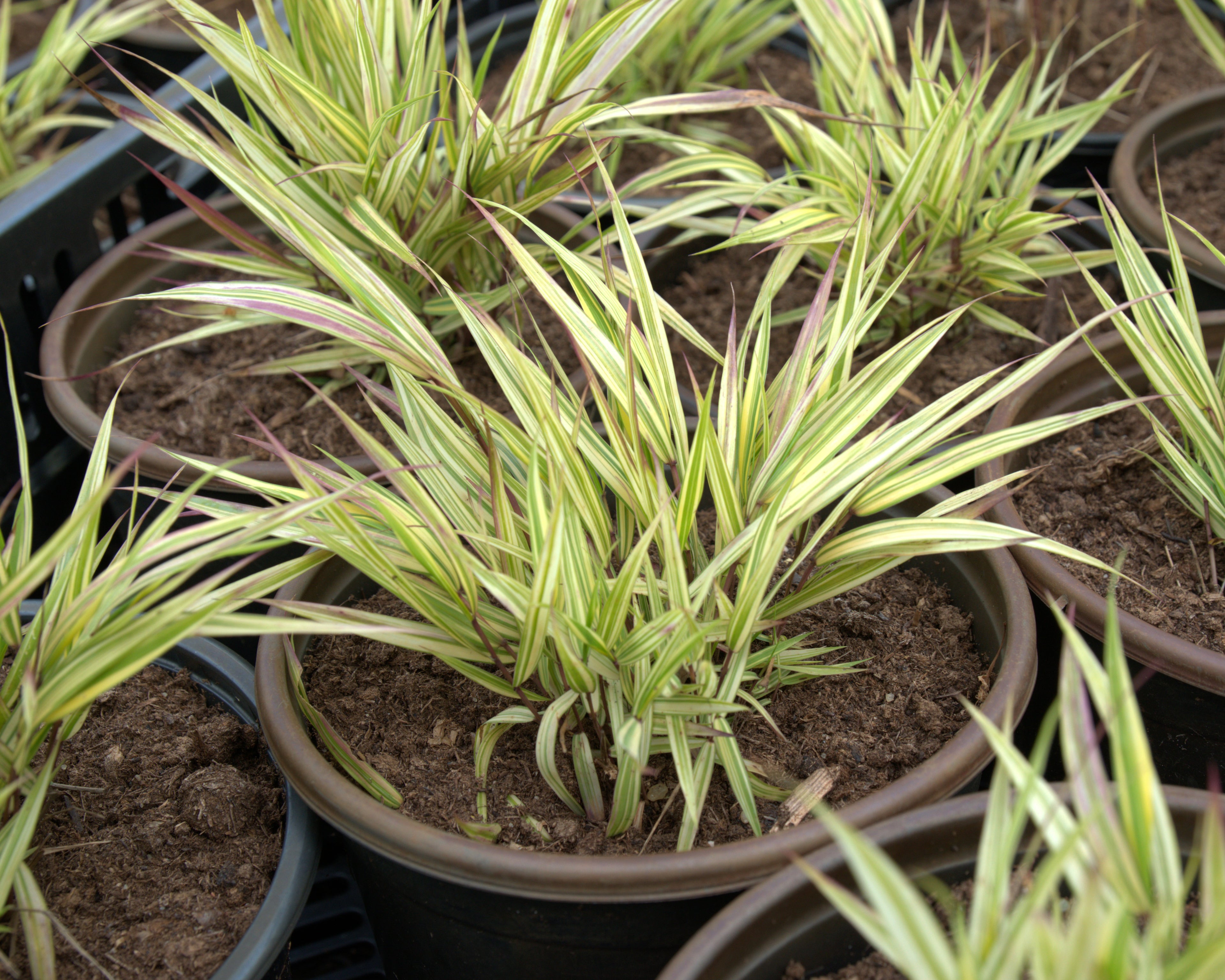 Ainuroog 'Aureola'