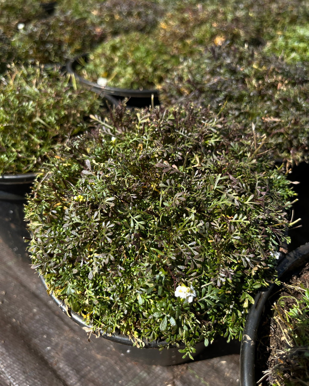 Alpi kaljukress 'Crystal Carpet'