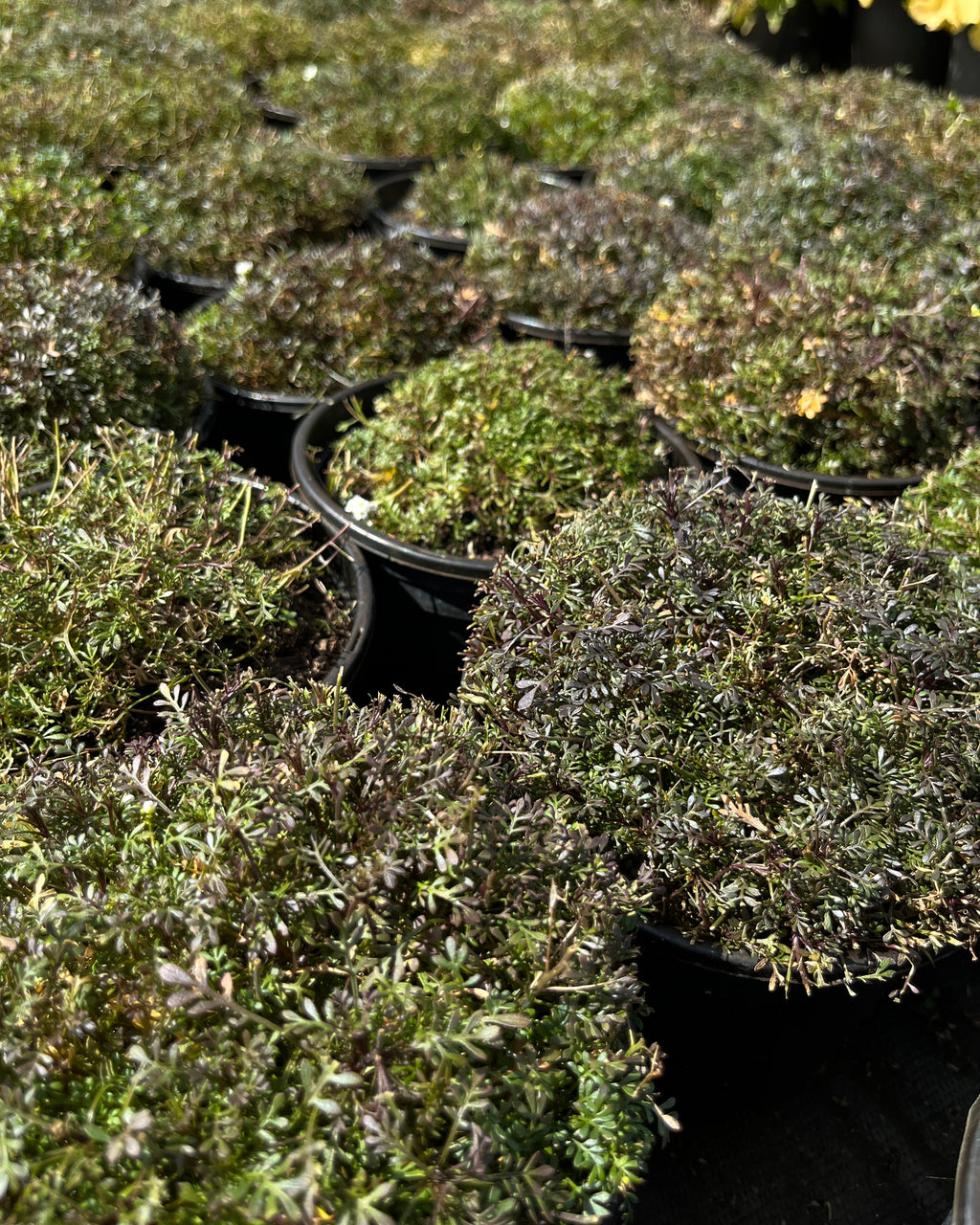 Alpi kaljukress 'Crystal Carpet'