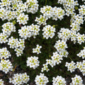 Alpi kaljukress 'Crystal Carpet'