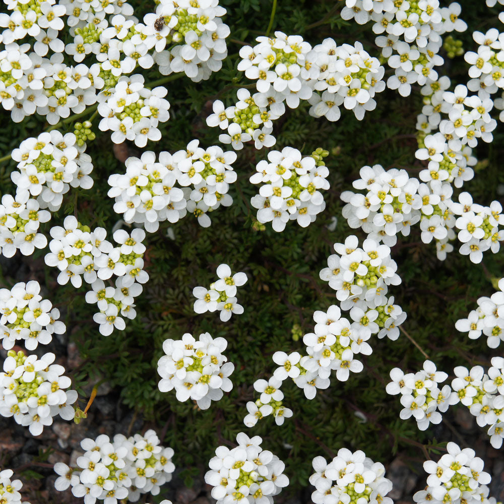 Alpi kaljukress 'Crystal Carpet'
