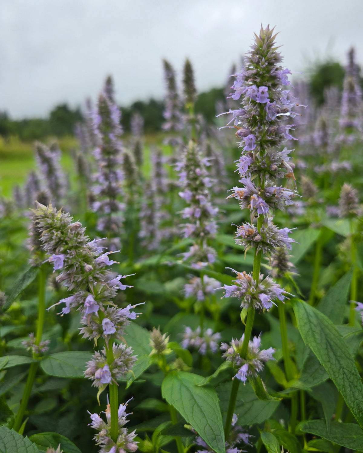 Aniisi-hiidiisop 'Blue Fortune'