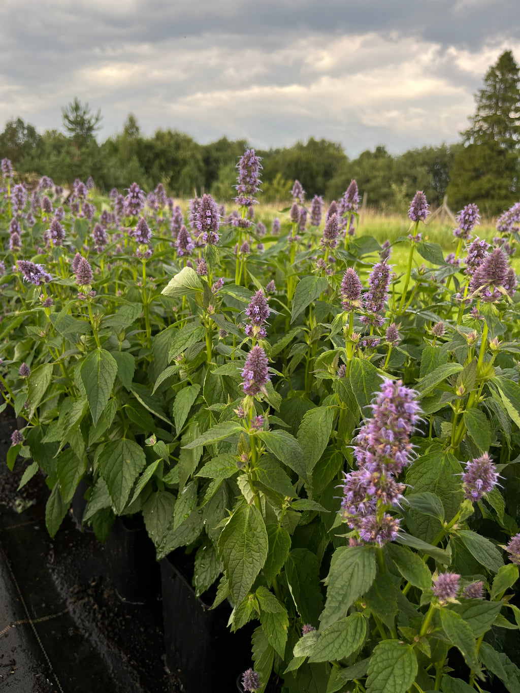 Aniisi-hiidiisop 'Blue Fortune'
