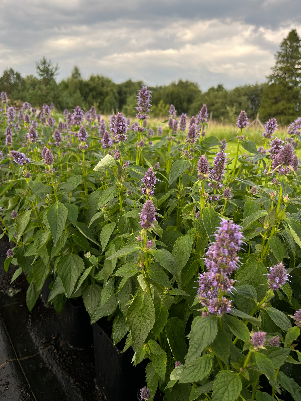 Aniisi-hiidiisop 'Blue Fortune'