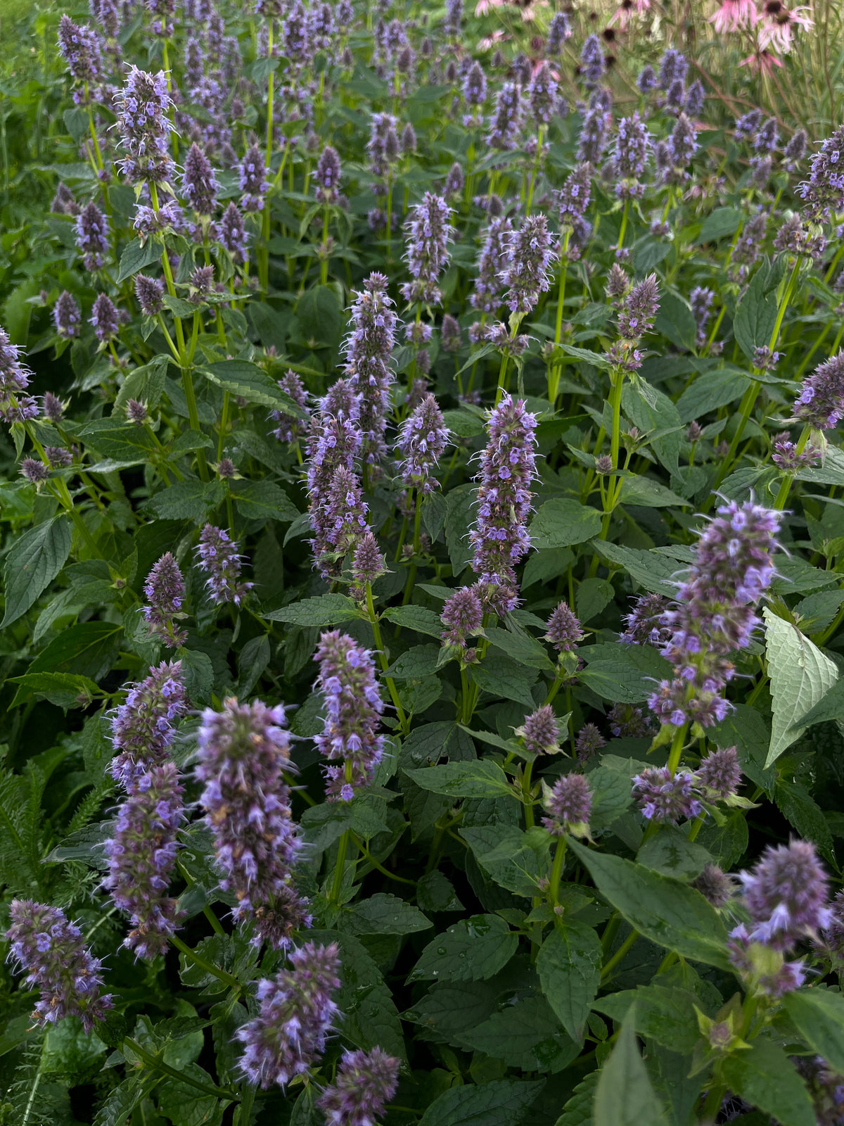 Aniisi-hiidiisop 'Blue Fortune'