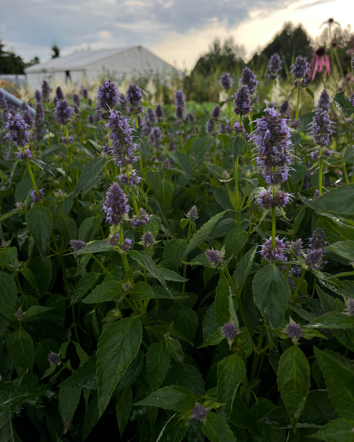 Aniisi-hiidiisop 'Blue Fortune'