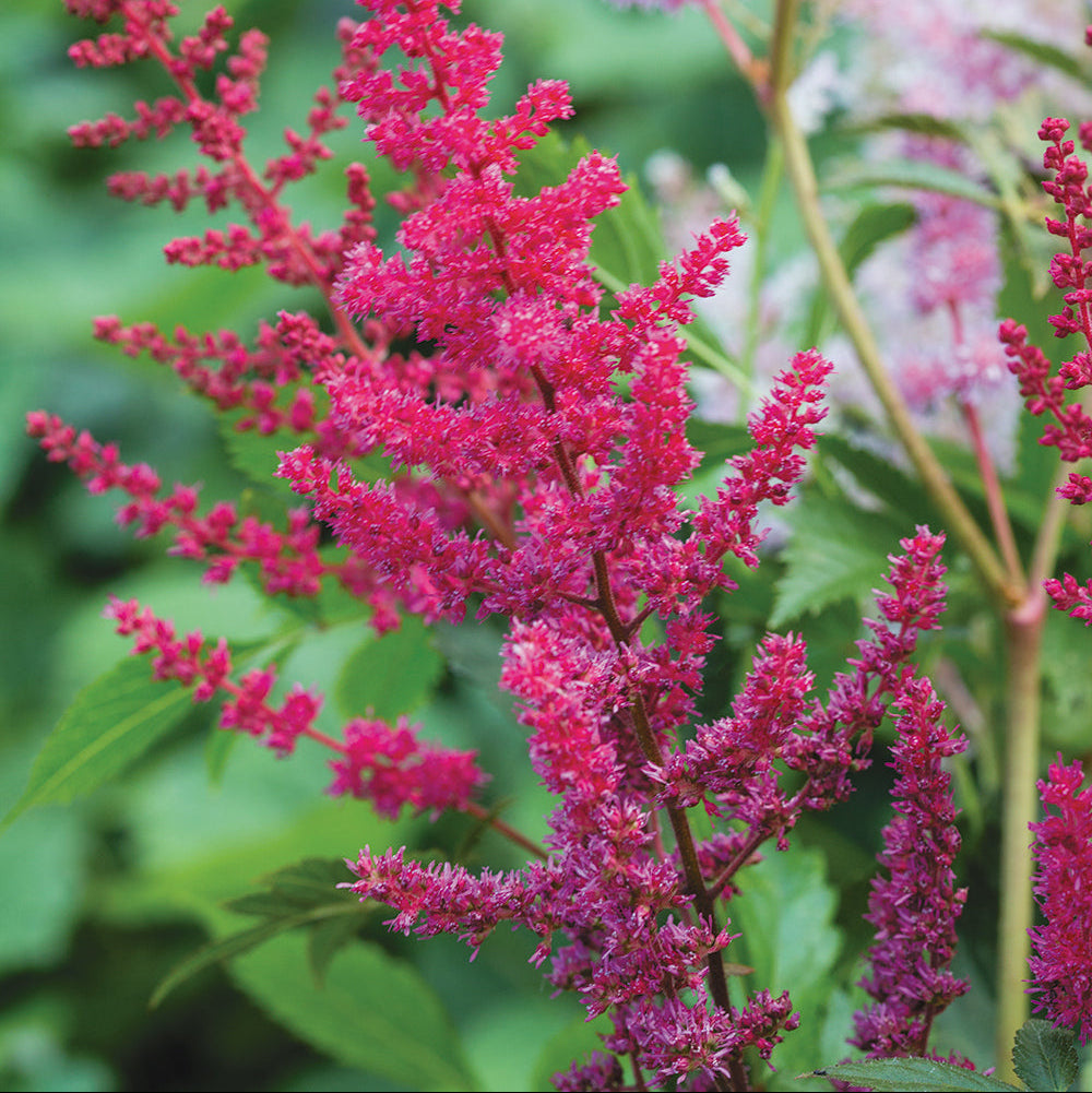 Arendsi astilbe 'Paul Gaarder'