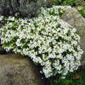Sale sinipadjake Florado 'White'