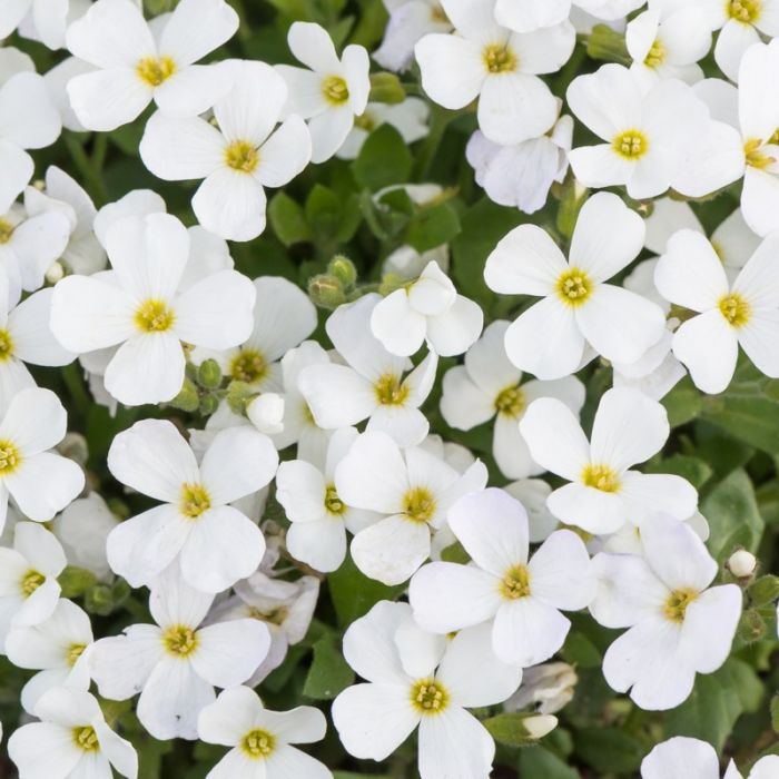 Sale sinipadjake Florado 'White'