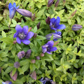 Emajuur 'Luis Big Blue'