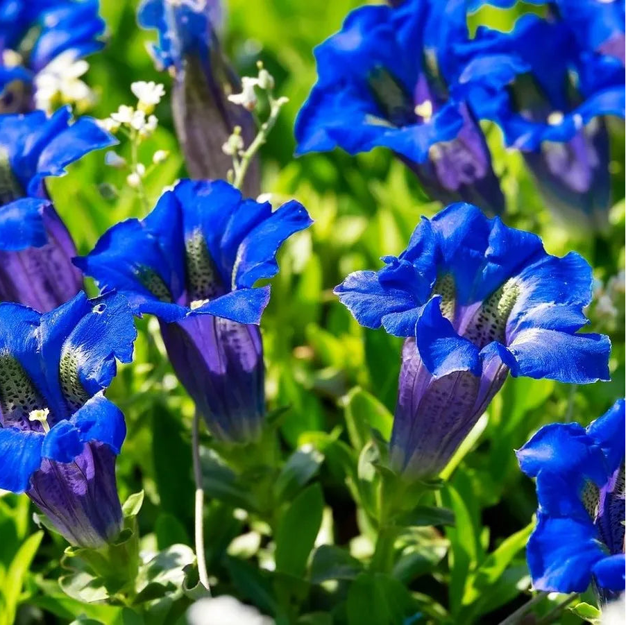Emajuur 'Luis Easy Blue'