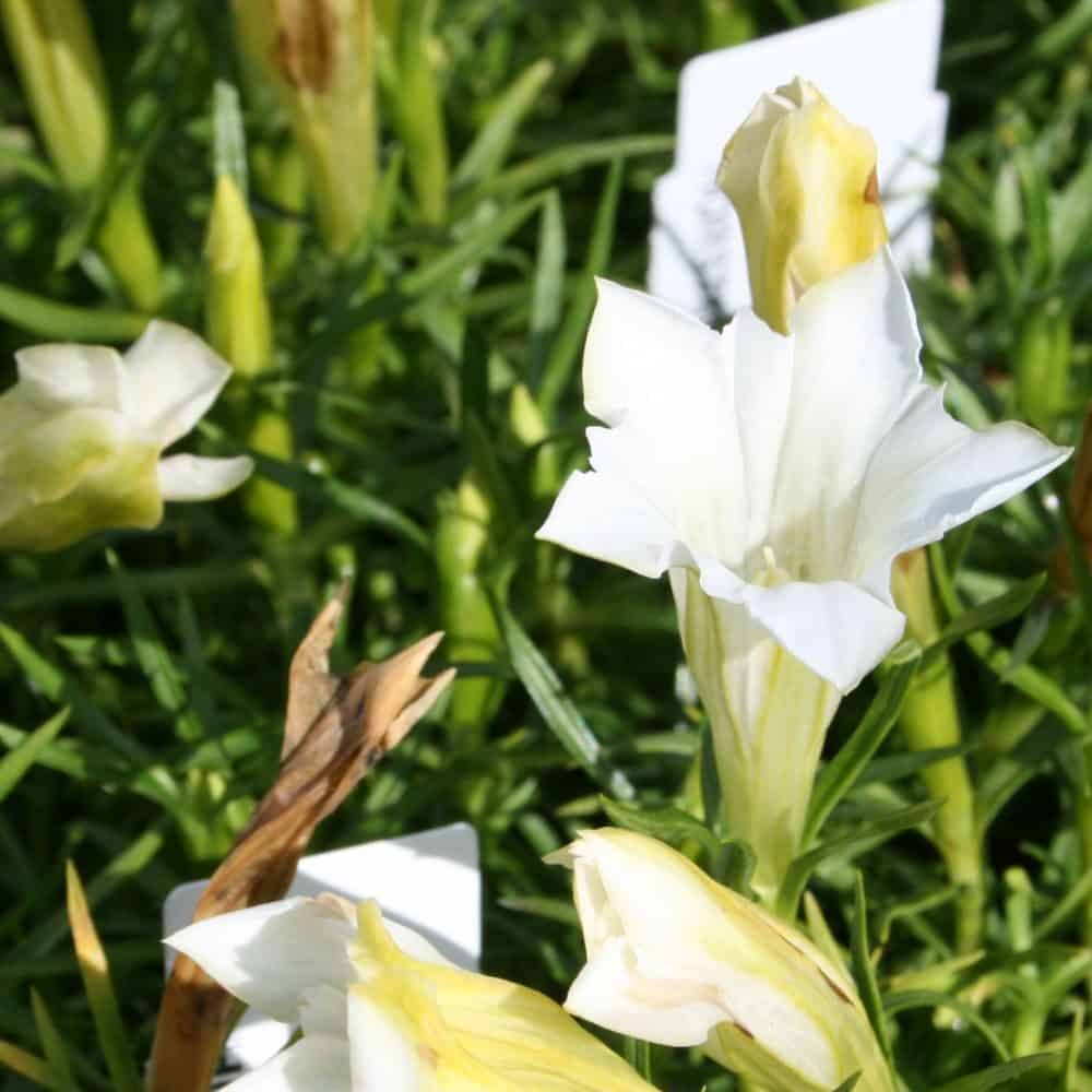 Emajuur 'Luis Easy White'