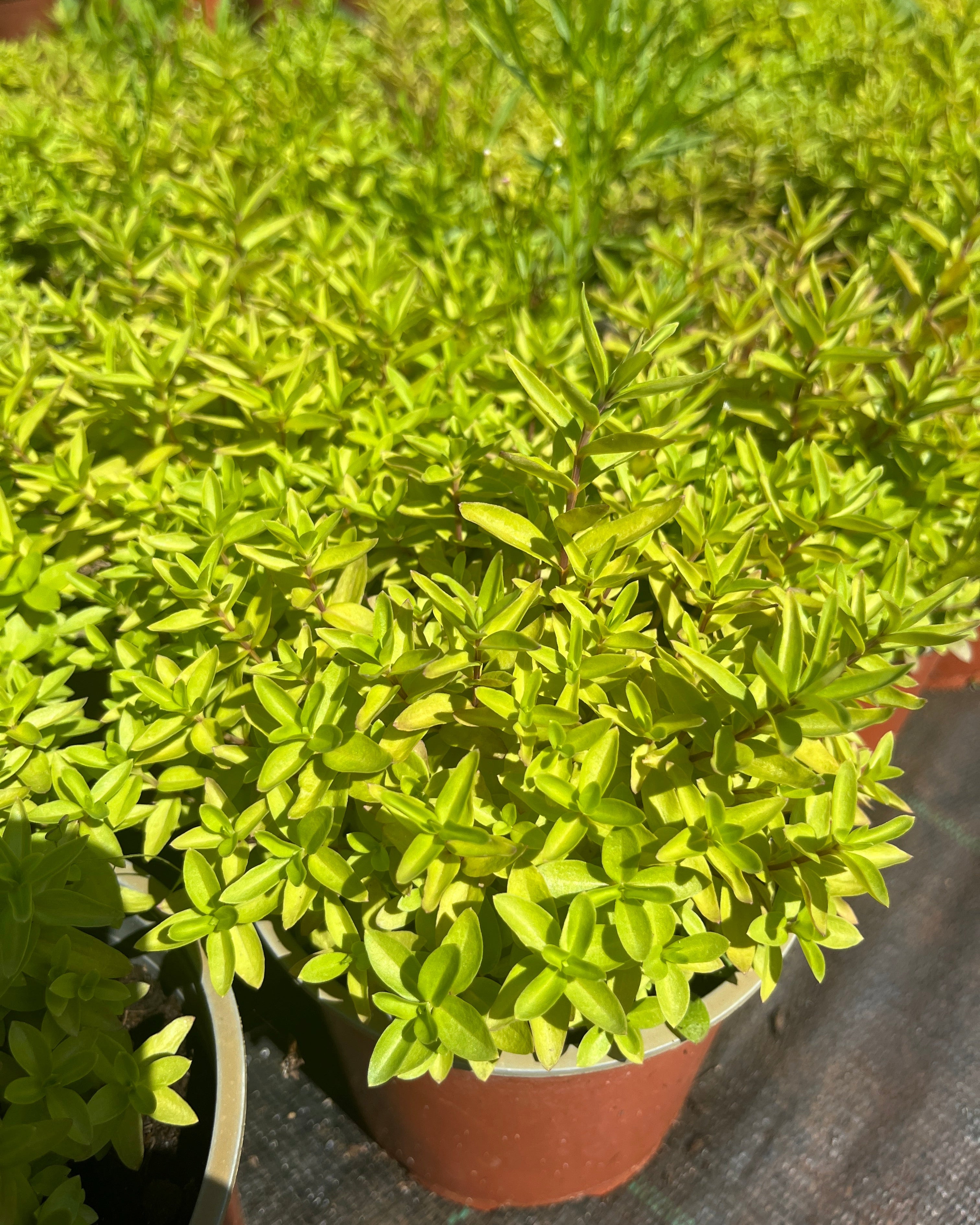 Emajuur 'Luis Big Blue'