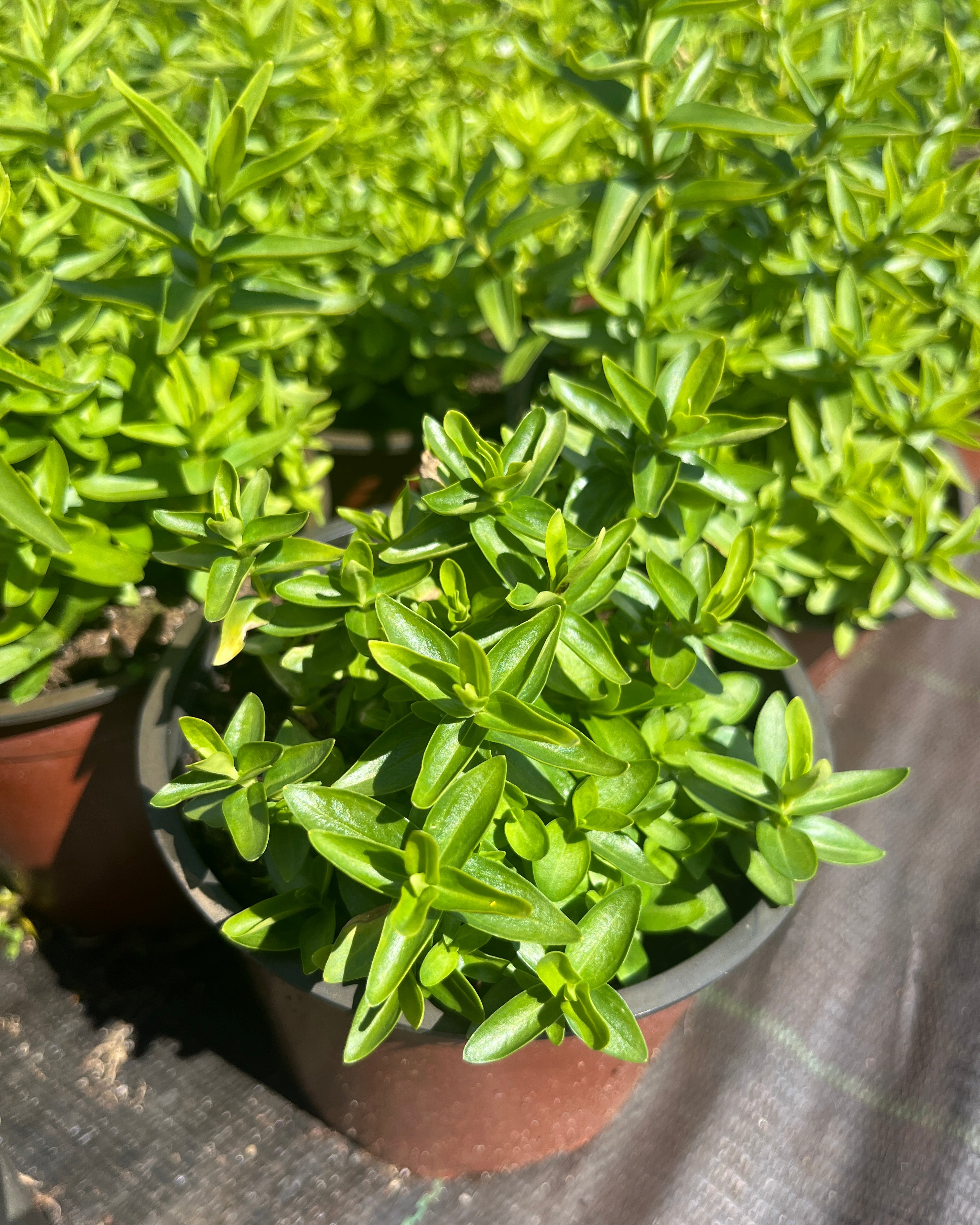 Emajuur 'Luis Easy Blue'