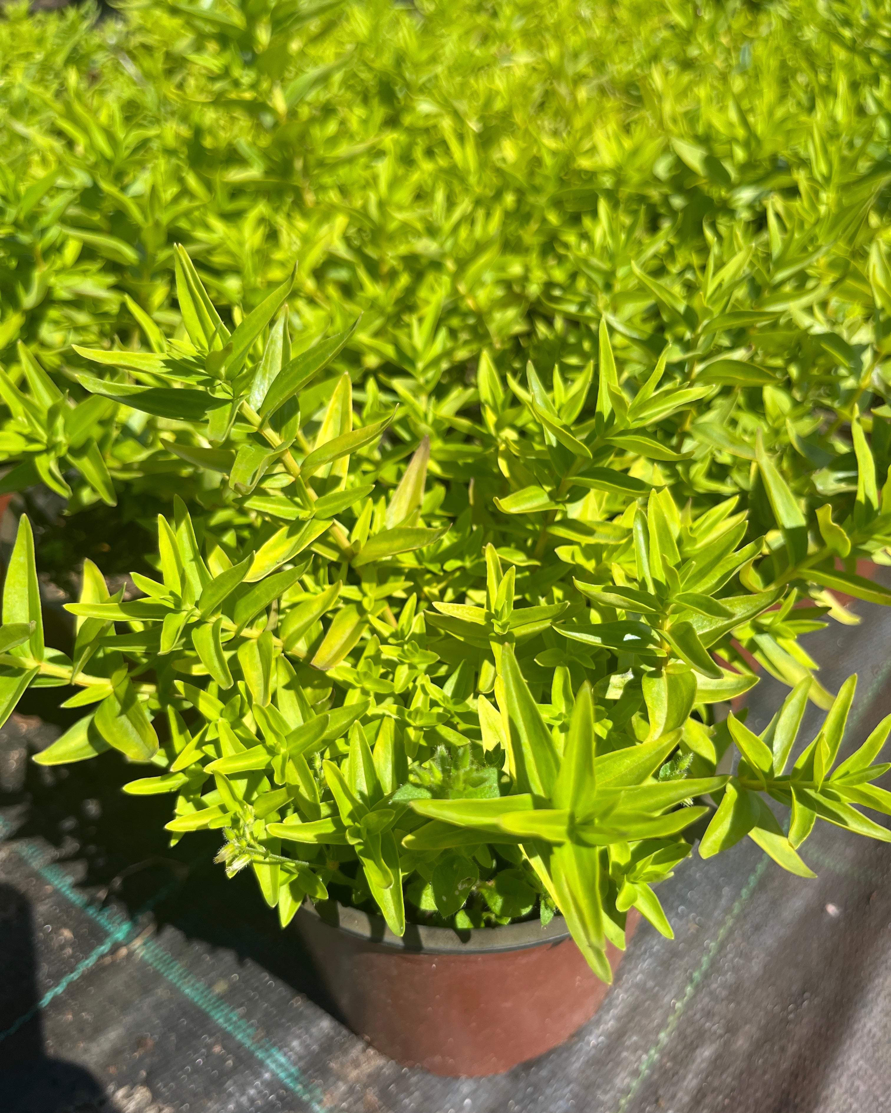 Emajuur 'Luis Easy White'