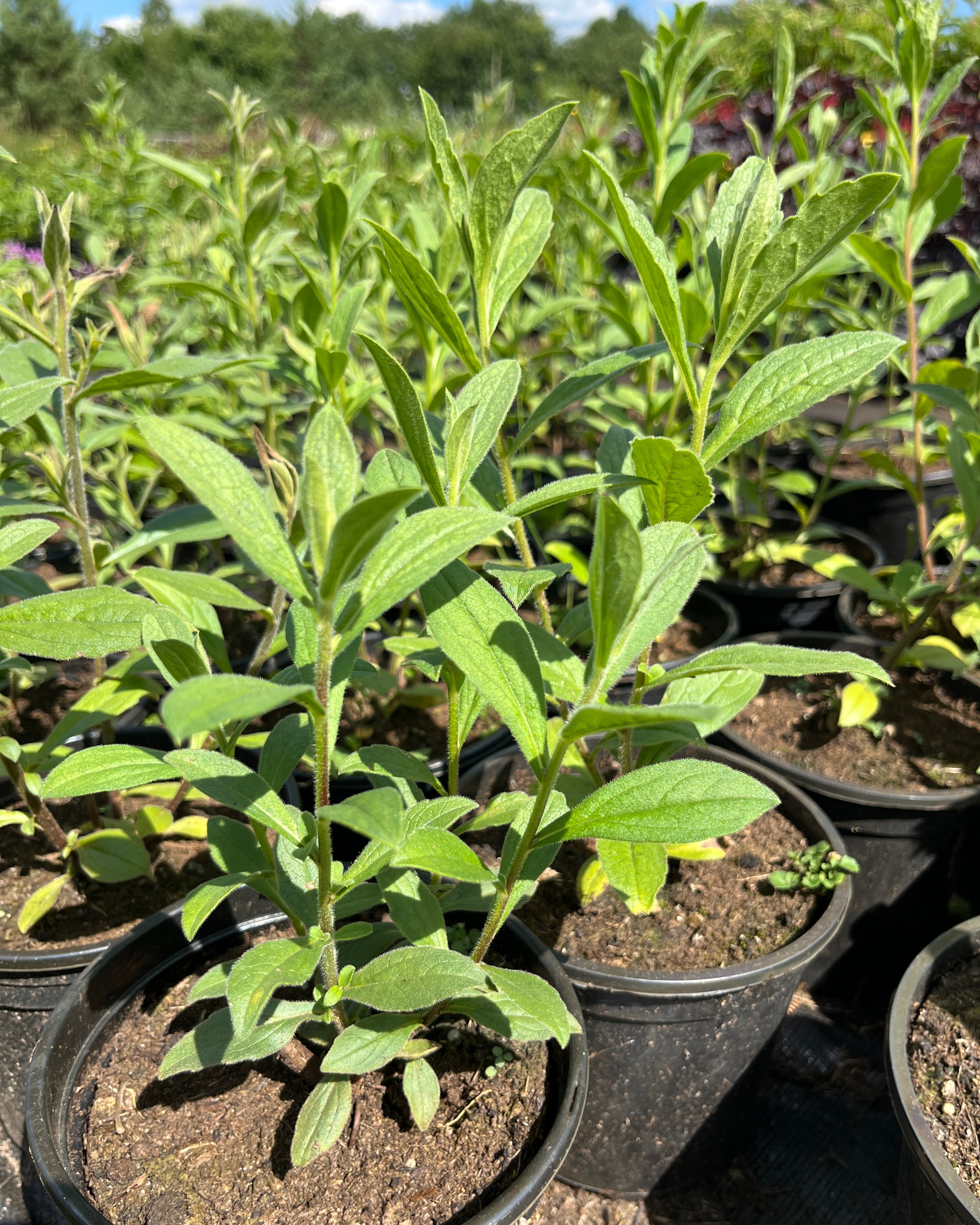 Frikarti aster 'Mönch'
