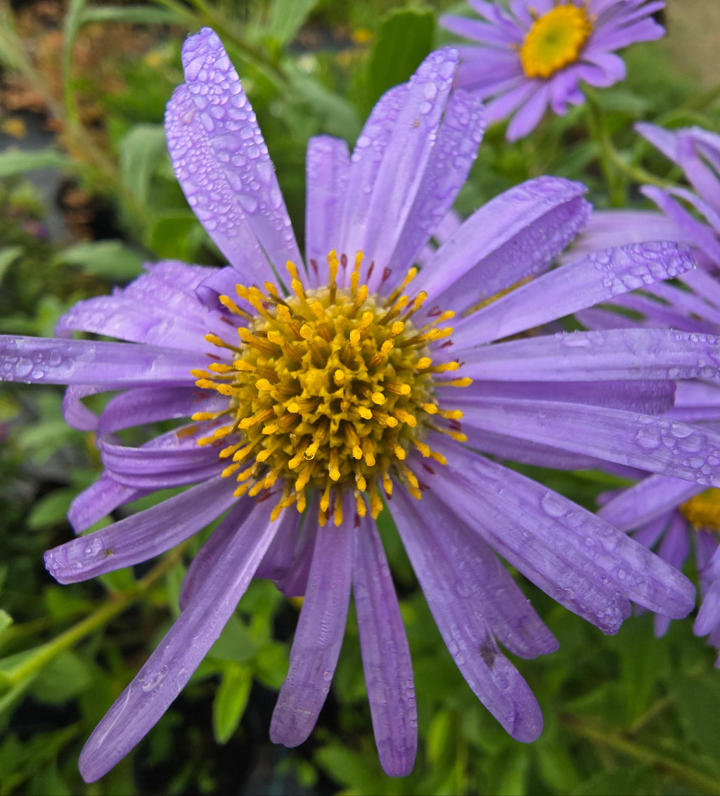 Frikarti aster 'Mönch'