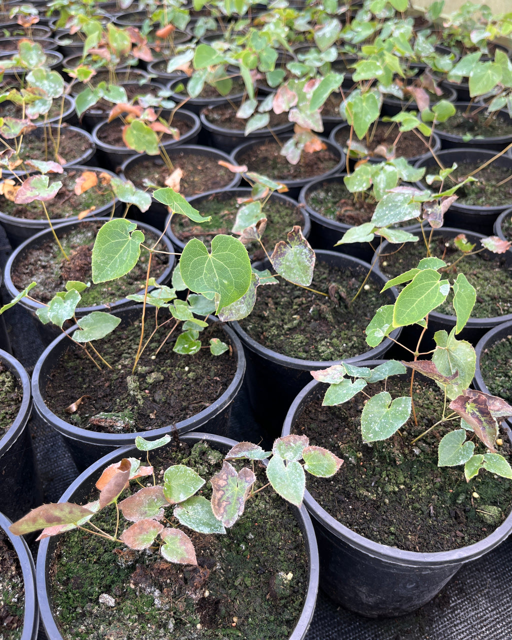 Haldjatiib 'Frohnleiten'
