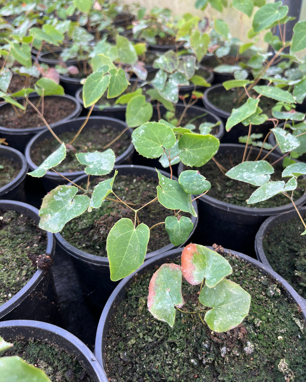 Haldjatiib 'Frohnleiten'