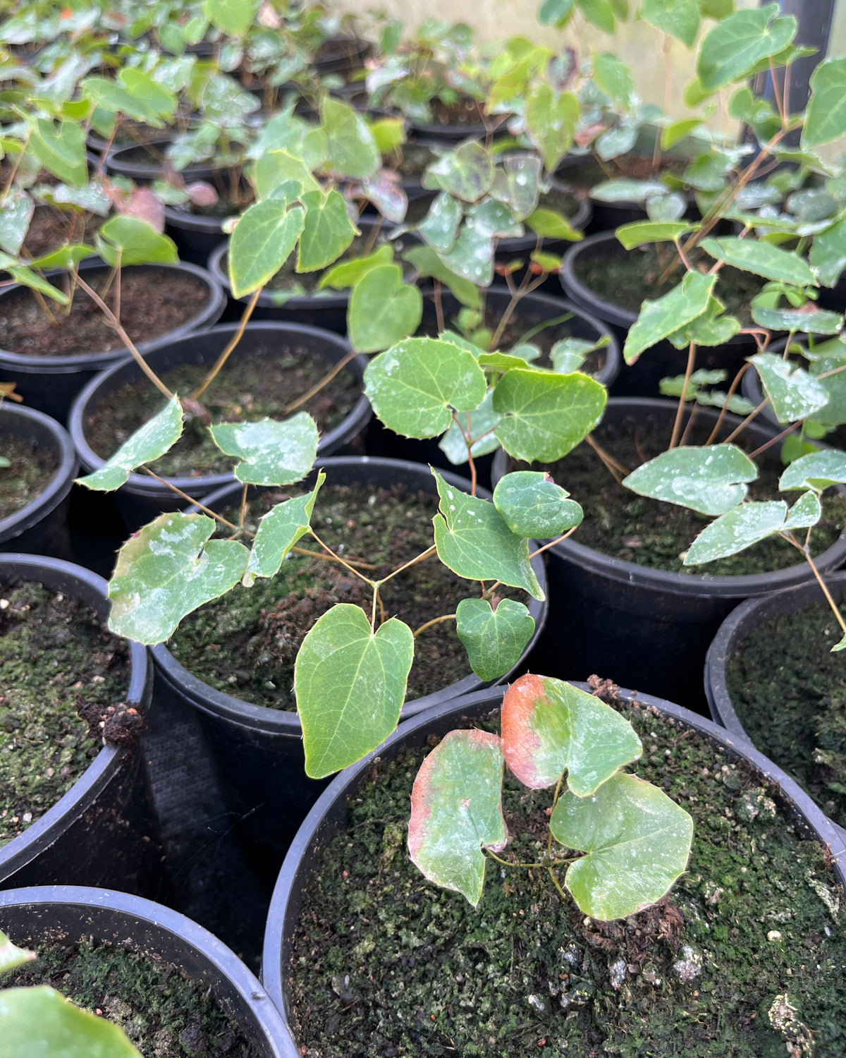 Haldjatiib 'Frohnleiten'