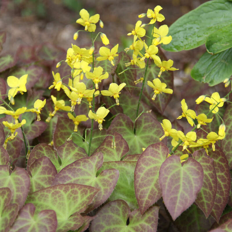Haldjatiib 'Frohnleiten'